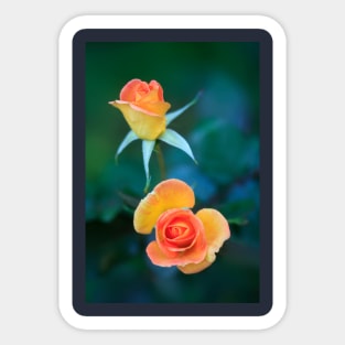 Colorful autumn roses Sticker